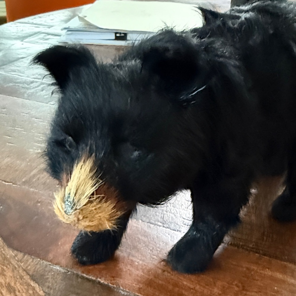 Vintage black bear real fur - Picture 2 of 7